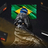 Brazilec